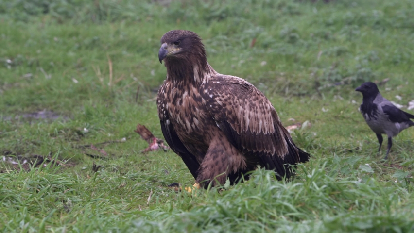 White-tailed eagle in its natural enviroment