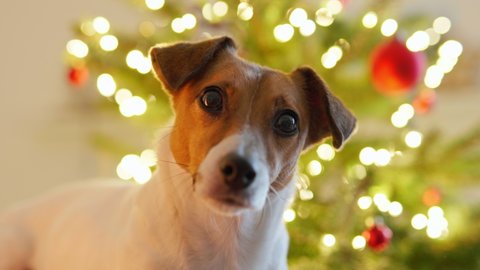 Portrait dog breed Jack Russell Terrier on background of bokeh of Christmas tree garlands looking into camera. Christmas family holiday. Taking care of animals. Animals. Pet. Lifestyle Noel 