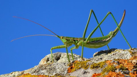 Predatory bush cricket, or the spiked magician (Saga pedo, Orthoptera), largest endangered grasshopper in Europe, Red Book