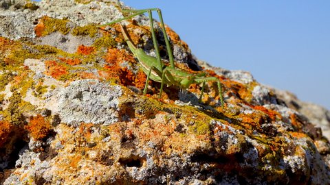 Predatory bush cricket, or the spiked magician (Saga pedo, Orthoptera), largest endangered grasshopper in Europe, Red Book