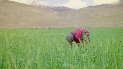 A shot of a happy young rural Asian  woman farmer is working in a green barley or wheat farm or agricultural field  in a mountainous region in Himalaya