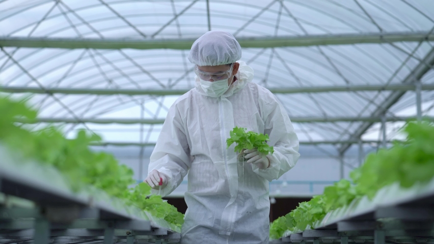 Scientist analyzing plants on vegetable harvest water tray. Hydroponics process at laboratory. team of Agricultural Engineers Test Plants Health and Analyze Data In the Industrial Greenhouse. | Shutterstock HD Video #1081178021
