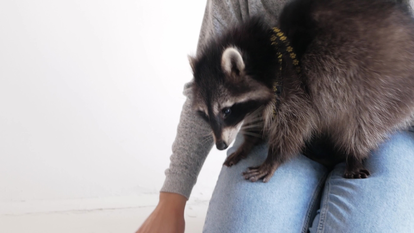 The family plays with a domestic raccoon on a white background, isolate. Exotic pet, love and care. Indoor, the house. People are happy and smiling.