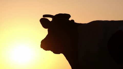 Silhouette of a dairy cow at sunset. Cattle on pasture, 
