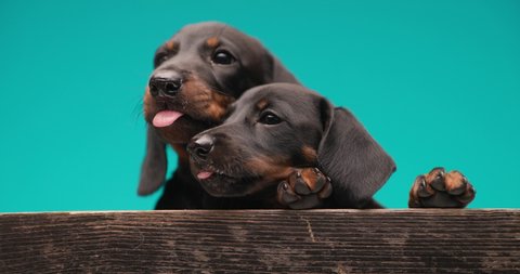 two teckel dogs are licking their mouth while cuddling each other on blue background