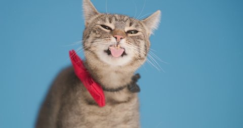 hungry metis tabby kitten with red bowtie, sticking out tongue and licking transparent glass on blue background in studio