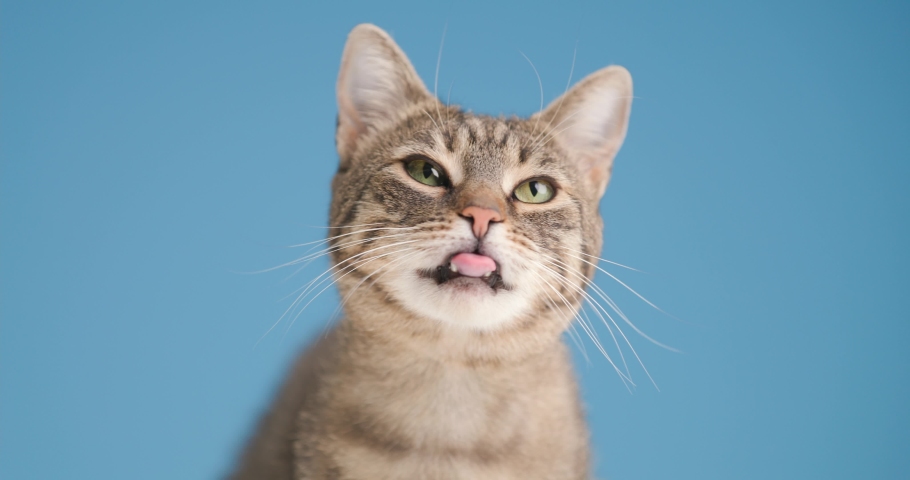 sweet little tabby metis cat looking up, licking nose and sticking out tongue while sitting on blue background in studio Royalty-Free Stock Footage #1081183424