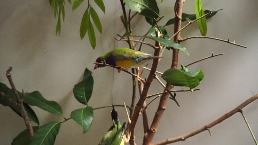 Mix bird finch. island branches, 
showing cute gestures of birds. cleaning bird wings, feathers. The beautiful colors of finches, the king of birds.