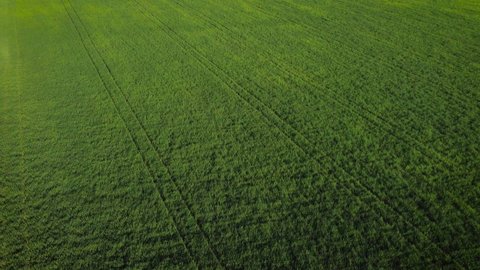 Aerial view drone camera fly over green field. Stock Footage. Agriculture food production, plantation from up above