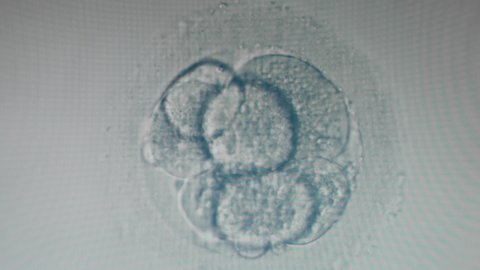 Early development of an embryo in a magnified egg cell