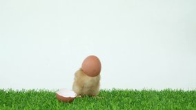 The chick has hatched from an egg. Bird in shell. A funny video. Poultry farm and healthy pets. Chickens and roosters. Little chicks. Broken egg shell.