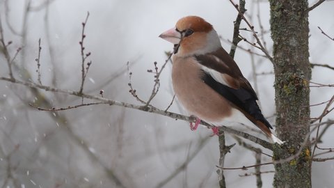 Hawfinch Coccothraustes coccothraustes winter time. A bird sits on a branch and flies away, it's snowing. Sounds of nature.