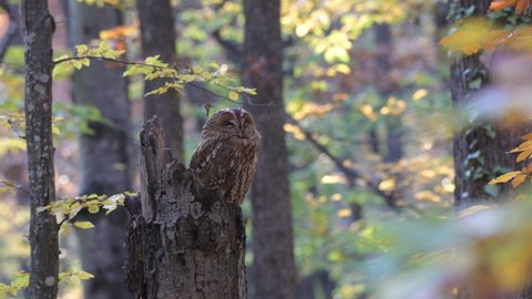 Bird of prey species - Tawny Owl Strix aluco. An owl in a beautiful autumn forest rests on the trunk of a broken tree, and turns its head.