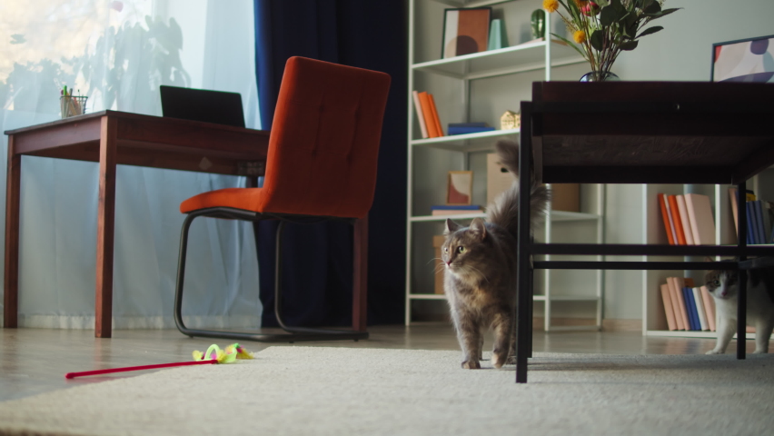 Cats walking in living room. Domestic animals at home. Two kittens under coffee table close-up. Furry pedigreed pets relaxing together. Little best friends.  Royalty-Free Stock Footage #1081196120