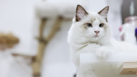 Cute white ragdoll cat sitting on table  at home.