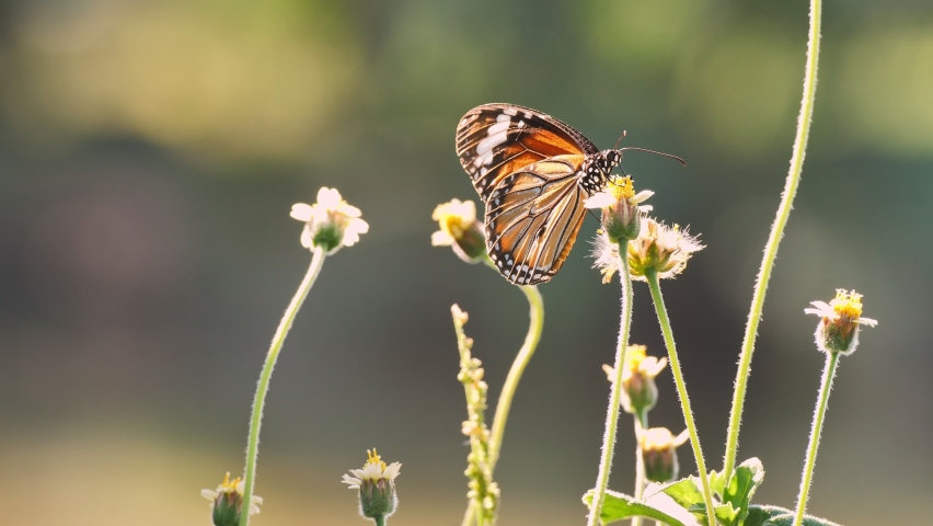 4K footage ; Closeup of orange butterfly feeding on pasture flowers in meadow(Common tiger butterfly). After eating the nectar and he flying away.