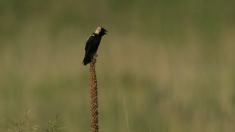 Bobolink Male Songbird Perched Singing in Summer on Dry Mullein Plant Stalk