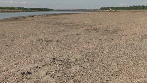 Least Tern Bird Nesting Incubating Eggs in Sand on Sandbar on Missouri River