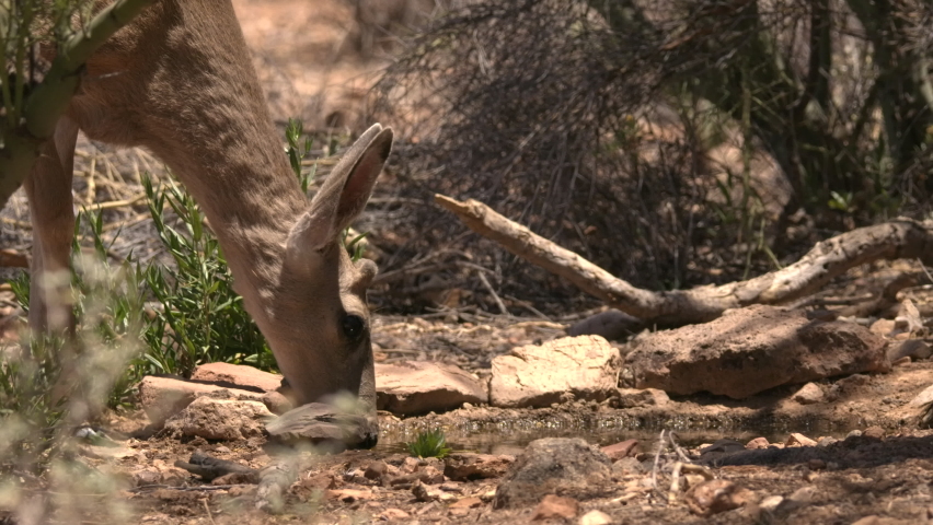 Mule Deer Buck Male Drinking Water in Summer with Velvet Antlers Knobs