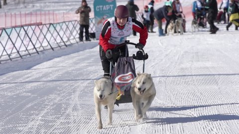 Boy mushing sled dog team, running on snowy race distance during Kamchatka Kids Competitions Dog Sled Race Dyulin Beringia. Petropavlovsk City, Kamchatka Peninsula, Russian Far East - Feb 20, 2020