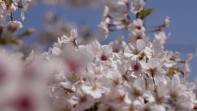 This is a 4K slow motion video of a cherry blossom branch in full bloom.
4K 120fps edited to 30fps