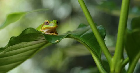 Video of a tree frog resting on a leaf.