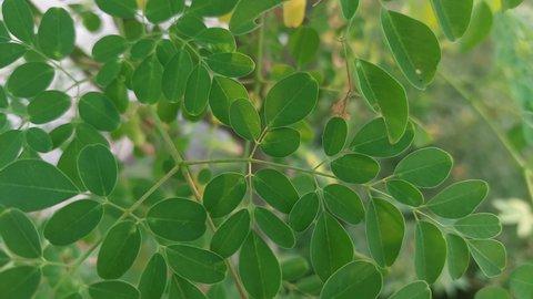 Moringa tree leaves that thrive in the tropics that have many benefits, especially as a medicinal food that can cure various minor ailments.