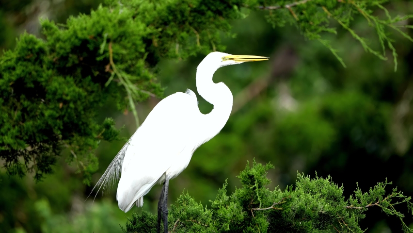 Great Egret Standing in a Tree