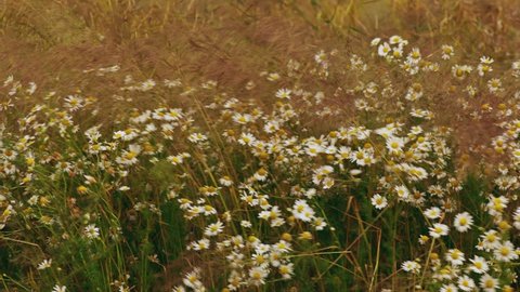 4K Summer Meadow With Blooming Wild Flowers Matricaria Chamomilla Or Matricaria Recutita Or Chamomile. Strong Wind Weather. Commonly Known As Italian Camomilla, German Chamomile, Hungarian Chamomile