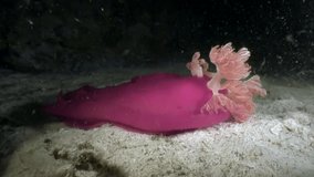A giant red nudibranch sea slug Spanish Dancer Hexabranchus sanguineus is dancing in the night. Underwater world of Ocean.