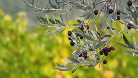 Tuscan countryside. Closeup of olives on the branch of the plant before harvesting in autumn season, Italy.