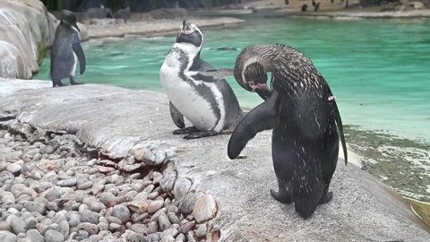 London, U.K. August 28, 2021 - Humboldt Penguin at the London Zoo, wildlife