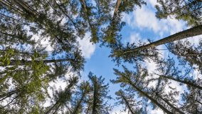 Timelapse of tall pine tree tops against blue sky and white clouds, Highland region, Vysocina Czech Republic