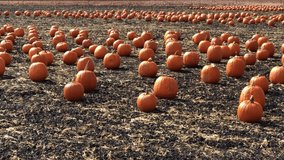4K HD video panning across field of pumpkins previously picked and lined up in plowed field.
