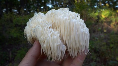 Lion's Mane mushroom on the hand in the autumn forest