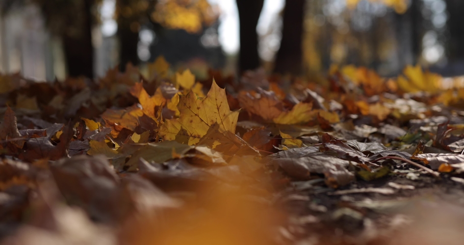 Background autumn yellow leaves on the ground | Shutterstock HD Video #1081211948