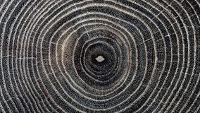 Rings texture of old tree. Move or cause to move in a circle around an axis or center - Powered by Shutterstock - Get 15% off with code: PIKWIZARD15