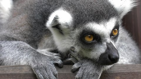 Ring-Tailed Lemur Catta Looking Around and Resting Close-Up, Lemuridae Family