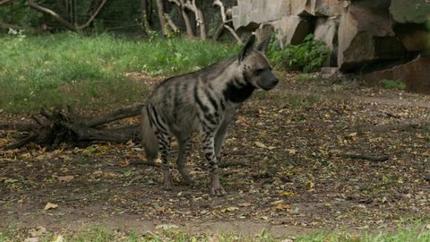 The striped hyena looks around 