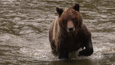 Bear walking in river looking for catching salmon. Grizzly bear foraging in fall fishing for salmon. Brown bear in costal British Columbia near Bute inlet and Campbell River in Strathcona.