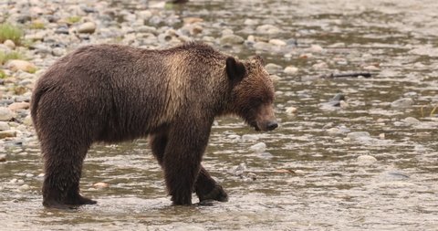 Grizzly Bear walking in river looking for catching salmon. Brown bear foraging in fall fishing for salmon. Brown bear in costal British Columbia near Bute inlet and Campbell River, Canada
