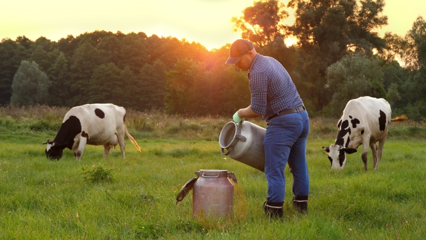 cow milk fresh. Farmer is pouring fresh milk into can on green meadow, at sunset, with cows on backdrop. milking. dairy farm. Dairy products. Farming Royalty-Free Stock Footage #1081220993
