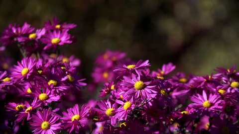 Close sliding view of picturesque pink and yellow chrysanthemums rustling at light wind. Sunny day and a flowerbed with amazing blooming daisies moving at breeze. Autumn season