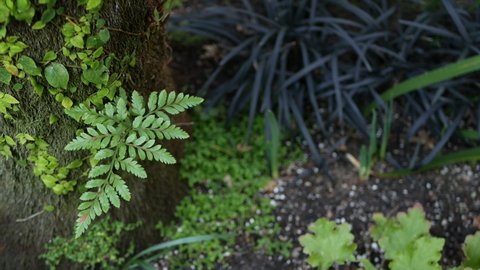 Fern leaf, moss and tree bark in forest, California USA. Springtime morning atmosphere, delicate tiny green creeper plant on trunk. Spring fairy botanical pure freshness in wood. wilderness ecosystem.