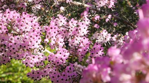 Heath tree pink flowers, California USA. Erica arborea briar root springtime bloom. Home gardening, american decorative ornamental houseplant, natural botanical atmosphere. Lilac mauve spring blossom.