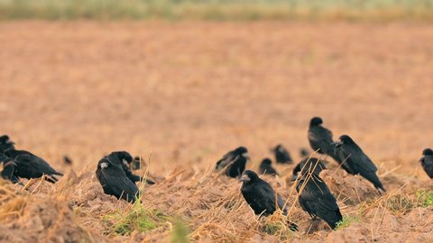 4K Corvus corax bird or common raven feeding in field.