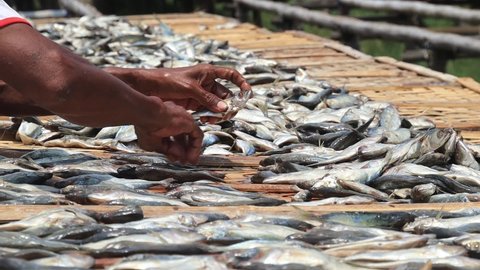 Workers arranging fish to be dried in the sun, to be made into dried salted fish