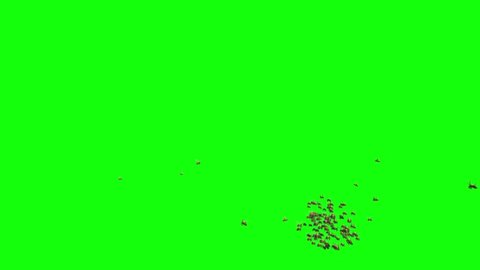Swarm of Honey Bees Flying on Green Screen