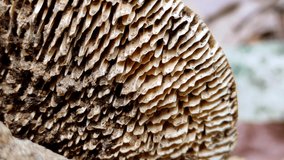 Daedalea quercina is a species of mushroom in the order Polyporales, and the type species of the genus Daedalea.