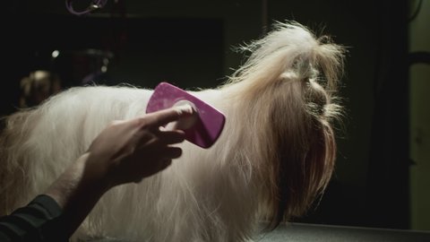 Grooming, beauty salon for animals. The Master Groomist is combing the Shih Tzu Dog. Professional comb for pets. Combs fur and wool. Caring for the little puppy on the table. Dries fur. Slow motion